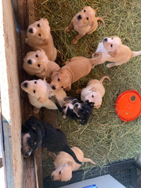 Lab x puppies for sale