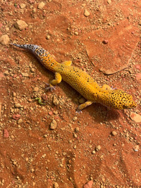 Male Adult Leopard Gecko 
