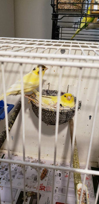 2 canaries and cage 