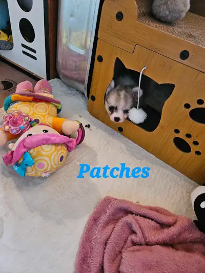 Precious Pom-Chi's, View more