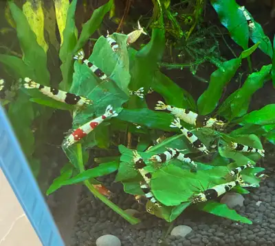 Black Crystal Shrimp available for 7$ each or 10 for 60$ I can deliver if you are in Montreal.