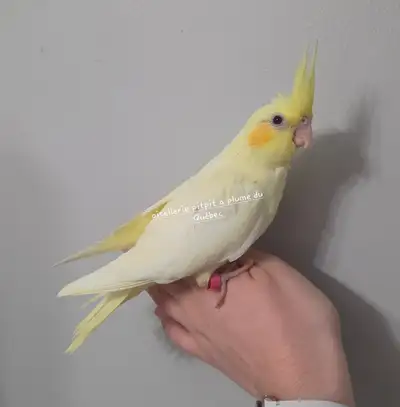 Cockatiel, View more