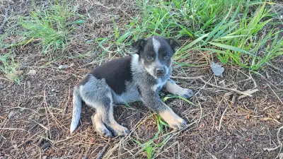 Blue Heeler puppies, View more