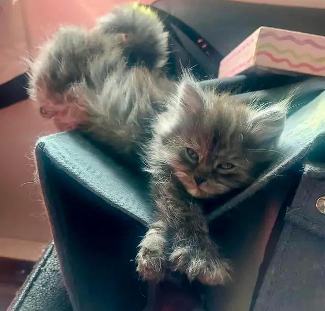 Adorables chatons Persans/Nebelung in Cats & Kittens for Rehoming in Québec City - Image 2