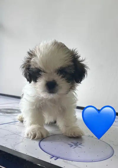 pet dog Shih Tzu, View more