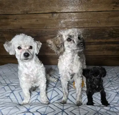 small toy poodle puppies, View more