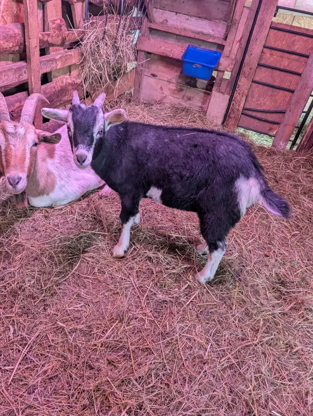 Goat (castrated) in Livestock in Truro - Image 4