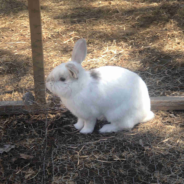 $40 Male Rabbit in Animal & Pet Services in Renfrew - Image 2