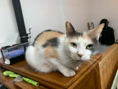 calico cat rare deli a, View more