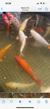Large Koi Fish for Sale