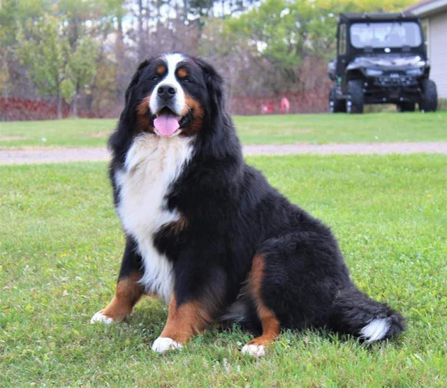 CKC Registered Bernese Mountain Dogs  in Dogs & Puppies for Rehoming in City of Halifax