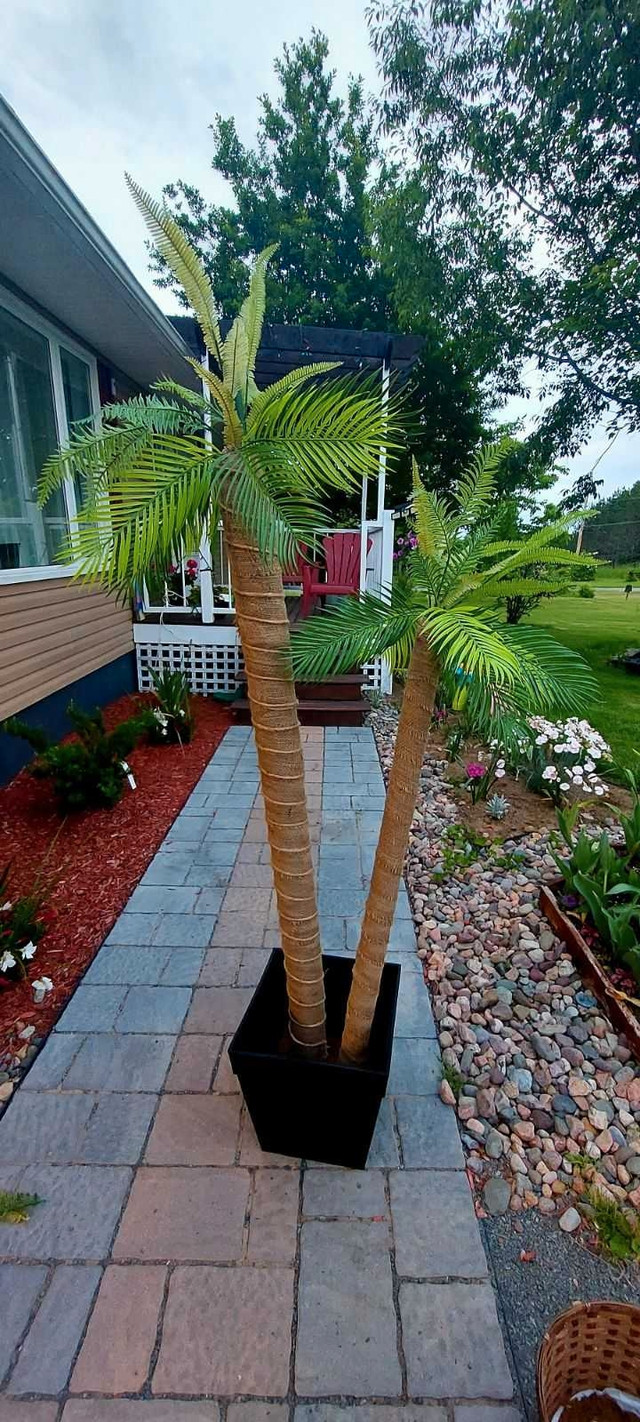 Palm Tree  in Outdoor Décor in Truro - Image 3