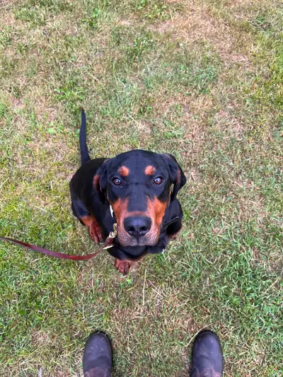Black and tan coon Hound, View more