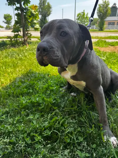 Beautiful XL purebred blue nose. Looking for new home as owners have left the country. Will come wit...