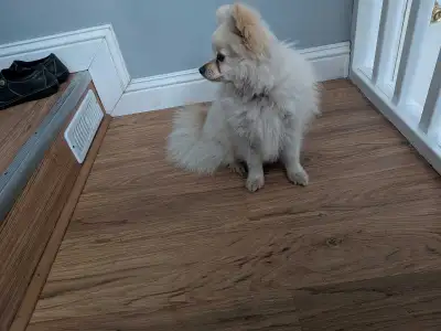 Pomeranian, View more