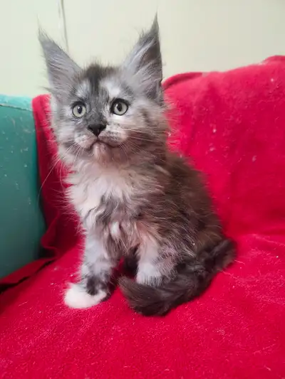Chatons main coon, View more