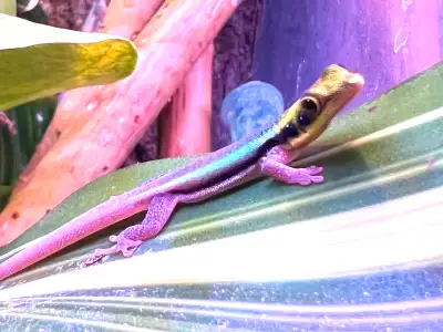 Neon Day Geckos - Phelsuma klemmeri, View more