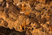 Porcellio scaber morphs  isopods beginner isopod clean up