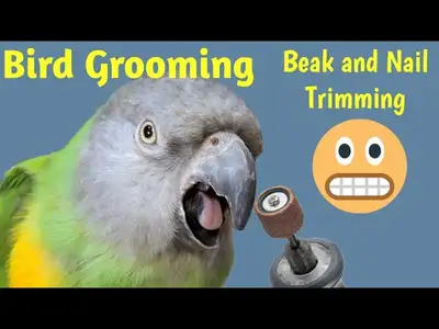 Mobile Bird Grooming & DNA Testing – Nail, Beak, Wing Clipping!, View more