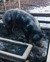 Organic Pigs - two boars and a sow