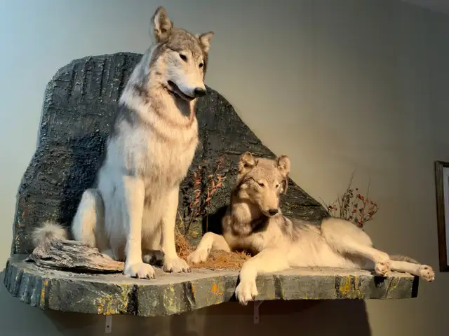 Stunning Grey Wolf Full-Mount Display64170259565955121