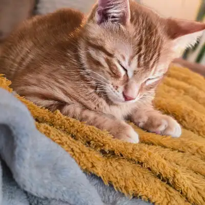 Chaton Croisé Bengal + Highlanlynx Vacciné et verminfugé Ils est né le 17 février 2025 Petit mâles....