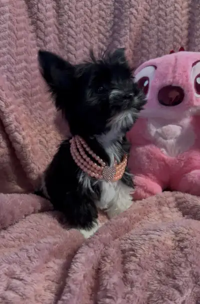 * EN ATTENTE *Beauté petite fille Yorkshire Biro Biewer (chiot, View more