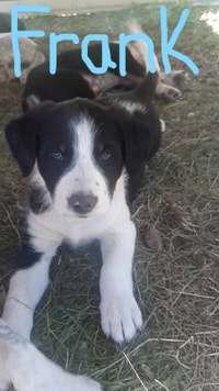 Blue Heeler/Border Collie Puppies for Sale