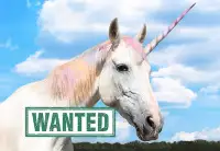 Wanted !! Looking for a project horse