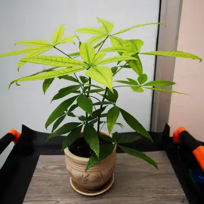 Money Tree Pachira with ceramic pot, View more
