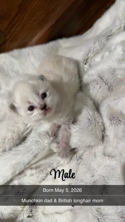British Shorthair x Munchkin Mix Kittens – Reservations open, View more