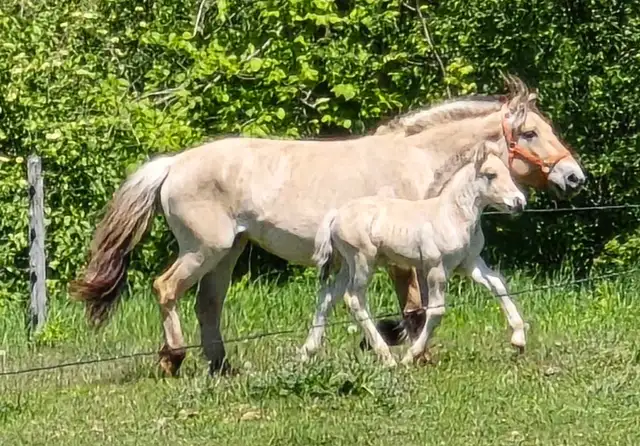 Registered Norwegian Fjord Colt in Horses & Ponies for Rehoming in Owen Sound - Image 8