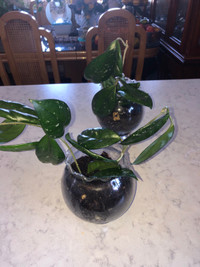 Two Hoya rosita plants for sale 