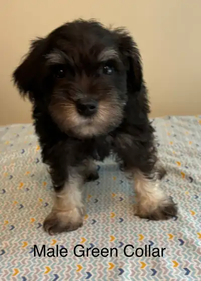 Miniature Schnauzer Puppies, View more