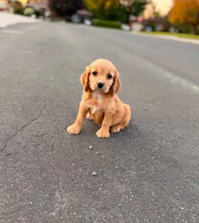 Cockalier puppies, View more