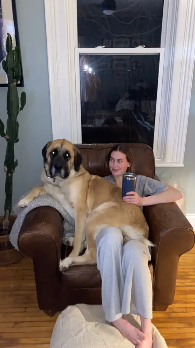 *RESCUE Mastiff*533465445780039684