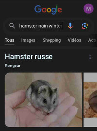 Hamster nains