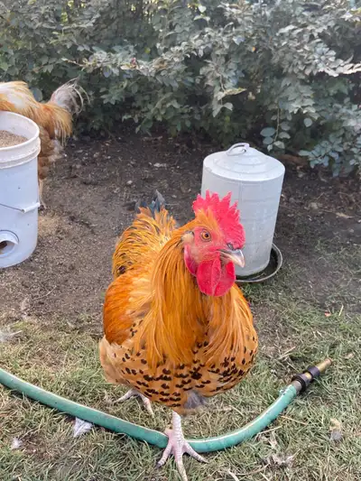 Large breeding roosters, View more