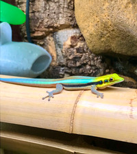 Neon Day Gecko - Phelsuma klemmeri (Canadian Captive Bred)