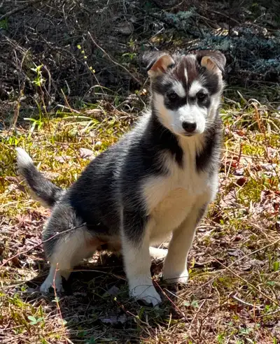 Chiot Husky Alaskan, View more