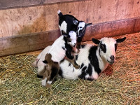  Norwegian dwarf goat dollings 