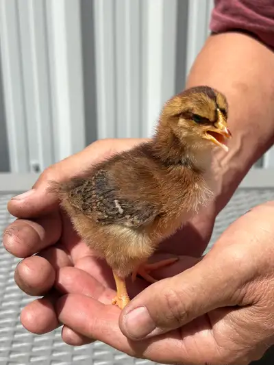 Speckled Sussex Chicks, View more