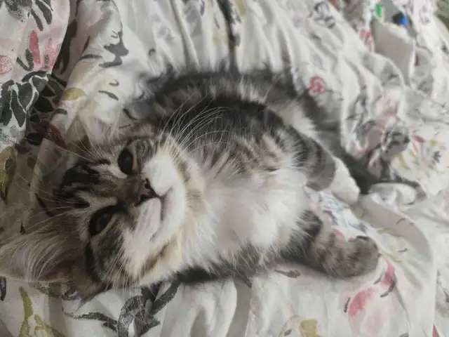 chatons a vendre polydactyl moitié persian in Cats & Kittens for Rehoming in Laval / North Shore - Image 5