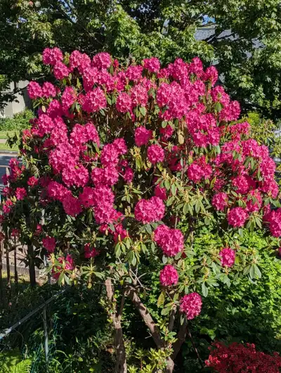 We are looking for a friendly new roommate for our suite in a great location in Hastings Sunrise rig...