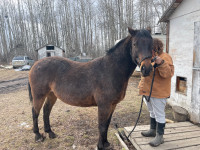 Buck 12 year old Appaloosa arab 