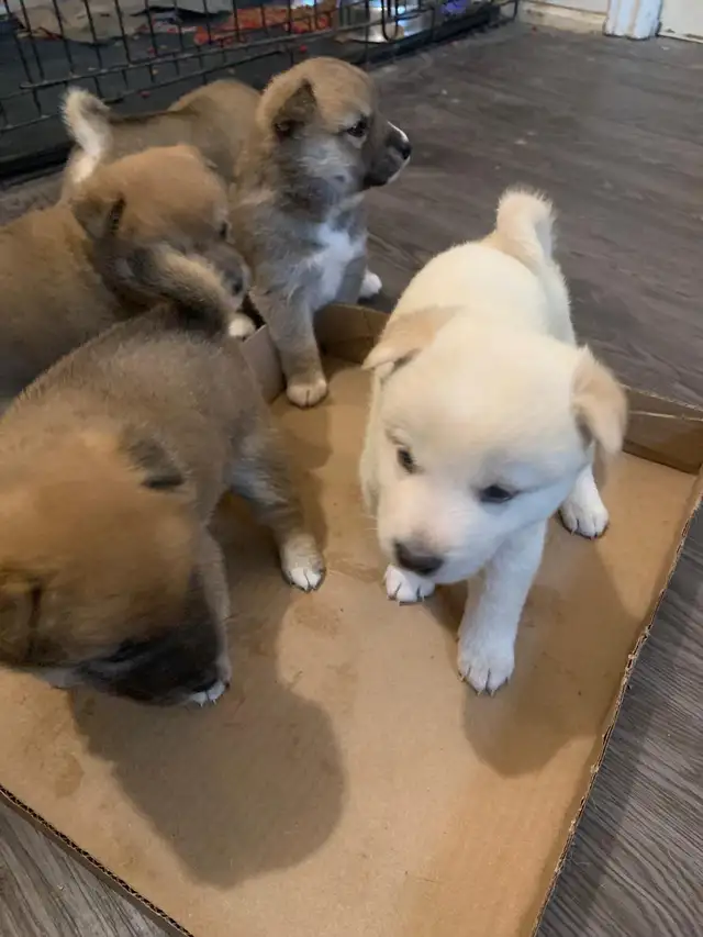 Purebred Shiba Inu  next litter arriving on or around July 15!!! in Dogs & Puppies for Rehoming in Oshawa / Durham Region - Image 6