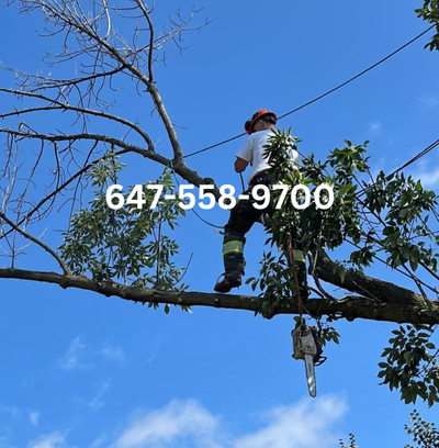 PROFESSIONAL TREE REMOVAL SERVICE 647-558-9700
