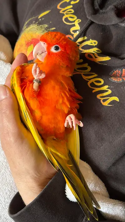 Red pied sun conure and split pied, View more