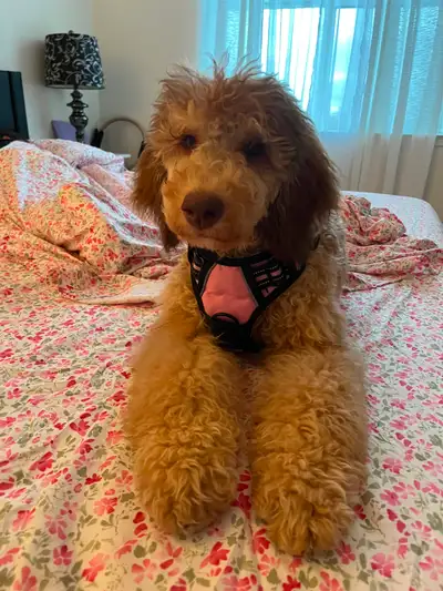 Beautiful 5 Month Old Bernedoodle for Rehoming, View more