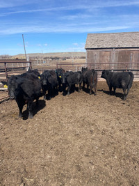 Open yearling heifers 